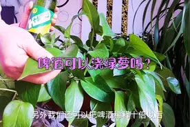 啤酒可以浇绿萝吗？视频封面