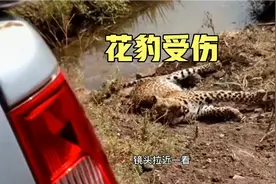 花豹脚受伤，上千人围观，当地救援队出手援助!视频封面
