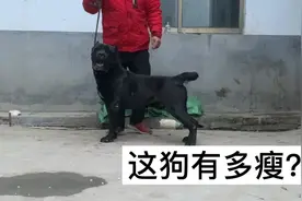 加纳利犬如何算瘦？一起来看看这几条狗视频封面