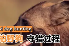 实拍野狗狩猎过程看大自然的野生动物如何生存视频封面