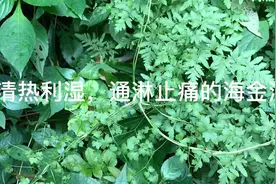 清热利湿，通淋止痛，治疗肾结石，尿路结石和尿路感染的海金沙视频封面