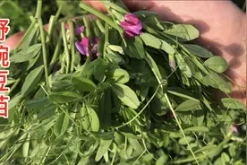 野豌豆苗随处可见，原来有这么多的用途？认识了别错过：摘些回家视频封面
