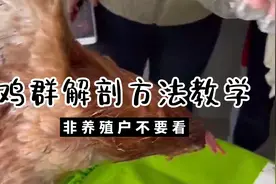 养殖户必备知识：鸡群基本解剖方法视频封面