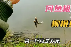 无漂钓柳根鱼，速度惊人，流水中首选钓法