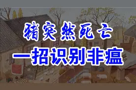 猪耳朵发紫 身上发红 眼睛发红 突然死亡 一招识别是不是非洲猪瘟视频封面