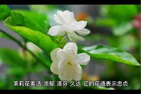 中国农业文化遗产：福建福州茉莉花种植与茶文化系统视频封面
