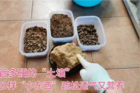 不管多板结的黄土，只加3样“小东西”，立马疏松透气又营养。视频封面