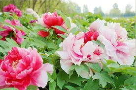 菏泽百花园牡丹最新花讯视频封面
