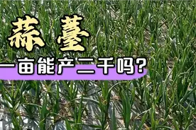 一亩大蒜能产2000斤蒜薹，大家有没有听说过，我们这里怎么这么低视频封面