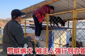 主人强行给罗威纳犬包办婚姻，遭恶犬疯狂反抗，把相亲对象咬够呛视频封面