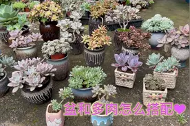 多肉和陶瓷花盆，怎么搭配才好看视频封面