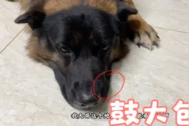 晚上吃饭突然发现德牧的嘴唇子里面鼓个大包，怪不得它不敢吃饭视频封面