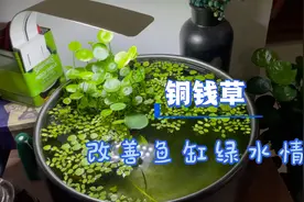 自从养了铜钱草，鱼缸的绿水情况改善了，现在可以清楚看到缸底视频封面