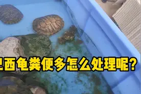 【乌龟】巴西龟粪便太多了，怎么处理呐才省心！