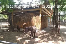 洛阳王城公园动物园--矮马视频封面