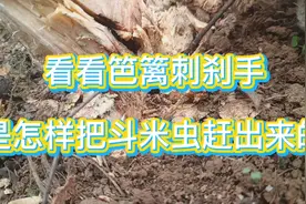 斗米虫是一种很奇怪的昆虫！居然害怕挠痒痒！从云实树洞赶出来视频封面