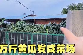 河北省石家庄黄瓜村，遍地黄瓜6万斤装车发到咸菜场，遍地是黄瓜视频封面
