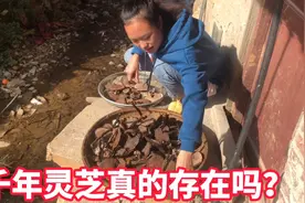 千年野生灵芝真的存在吗？灵芝为什么又被称为仙草视频封面