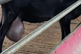 羊小吴奶羊场图片