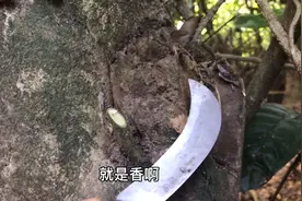 50多年的沉香，树头位置都长了很多香，海南沉香属于世界最好的视频封面