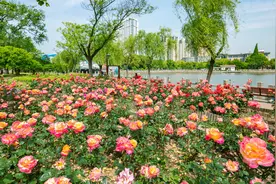 苏州常熟市"千村美居"工程视频封面