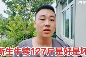 新生牛犊体重达127斤，小伙说一点好处都没有，究竟哪出了问题？