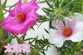 10月4号，分享今天开放中的太阳花，肥水跟上还能开到10月底。视频封面