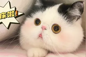 猫咪等铲屎官起床，结果却被主人套路：我还治不了你？视频封面