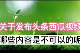 关于发布头条西瓜视频，哪些内容是不可以的呢？老胡来告诉你！视频封面