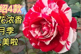 分享4款大花浓香月季，你有没有喜欢上它们？又大又香视频封面