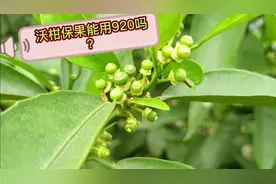 沃柑一保能用920吗？保果还是毁果就在一念之间，大家得科学用药视频封面