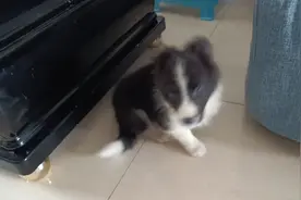 小边牧确认了犬瘟，症状都表现了出来，请问有什么治疗方法推荐吗视频封面
