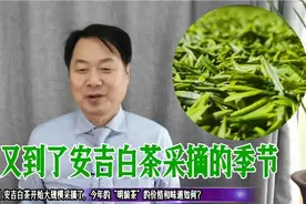 【在线交流】又到了安吉白茶采摘的季节，今年的“明前茶”怎么样视频封面