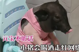 小猪因为爱喝酒爱哭鼻子，逆袭成网红，呆萌可爱萌翻网友！视频封面