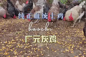 纯正血统土鸡广元灰鸡，走过路过了解一下！视频封面