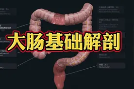 人体解剖基础：大肠是如何走行和命名的？医生讲解！