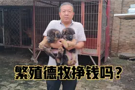 繁殖德牧到底挣钱吗？咱们来听下专业繁殖德牧的养殖户怎么说