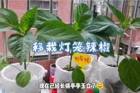 移栽灯笼辣椒之前这样配土加底肥，后期减少病虫害好管理结果多视频封面