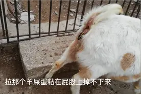 这个小羊它拉屎为什么有黄色的粘液视频封面