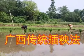 广西高材生返乡体验农活，使用传统式插秧150一天，插得又快又好视频封面