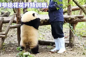 爷爷给花花特训，花花弹簧腿站站跪跪，看见爷爷走赶紧跟上