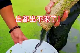 三十多年没干过的黄鳝塘，大家想想看里面的黄鳝到底有多大吗？视频封面