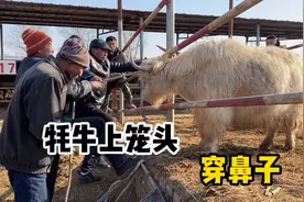 白牛换牦牛，老马给牦牛穿上鼻子回去当宠物养，这回可享福了视频封面