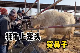 白牛换牦牛，老马给牦牛穿上鼻子回去当宠物养，这回可享福了视频封面