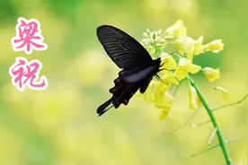 一曲纯音乐《梁祝》，一段凄美的爱情故事深入人心，百听不厌