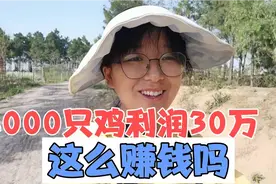 安徽夫妻坚持粮食喂养走地鸡！4000只鸡利润30万，真的这么赚钱吗视频封面