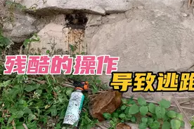 残酷的操作，导致蜜蜂逃跑，这样操作以后又会有蜜蜂过来居住！视频封面