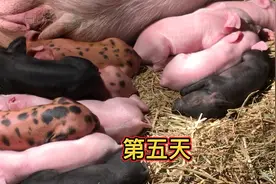 猪妈妈和它的猪宝宝  养猪人的快乐就是看着小猪一天天长大视频封面