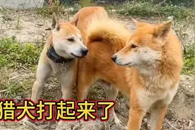 广西土猎狗打起来 狗王之间的较量 谁才是最后的王者？场面太凶狠视频封面