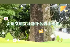 大树又粗又壮就像雨伞一样，默默的支撑着来来往往的车辆和人们视频封面